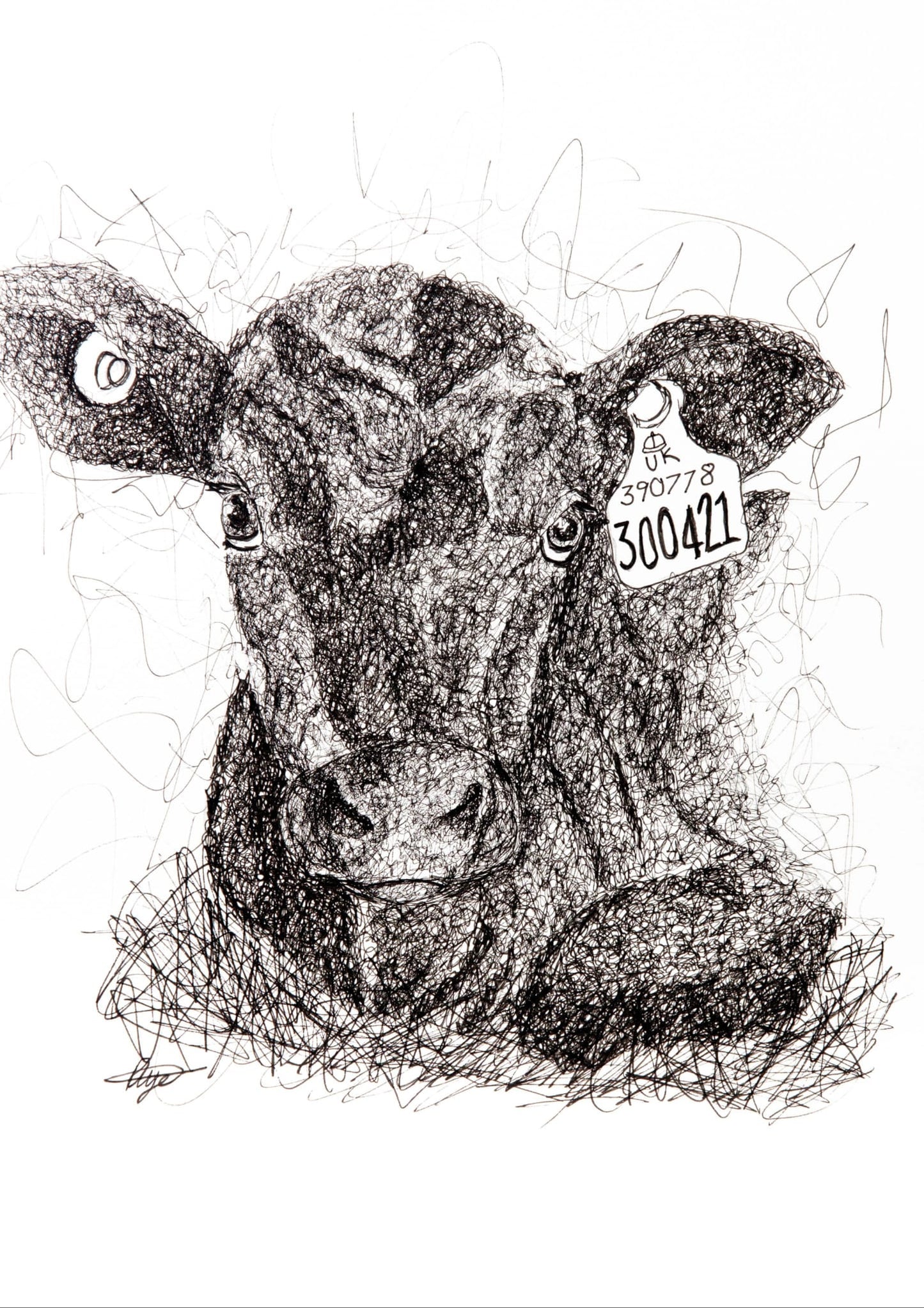 Angus Calf