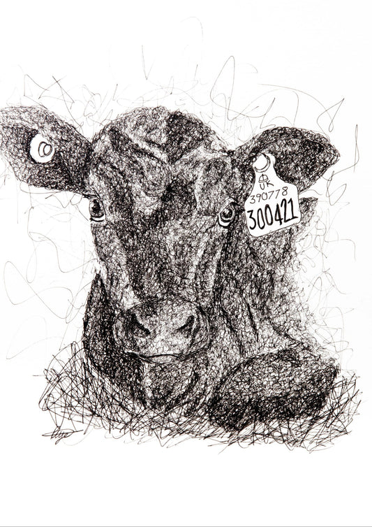 Angus Calf