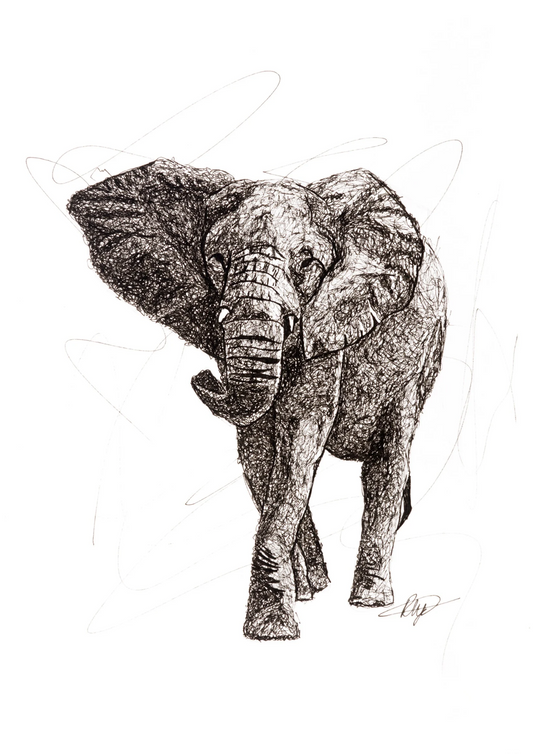 South African Elephant